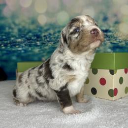 River - Red merle male Australian Shepherd puppy in West Union, Iowa from Boundless Hearts Australian Shepherds LLC