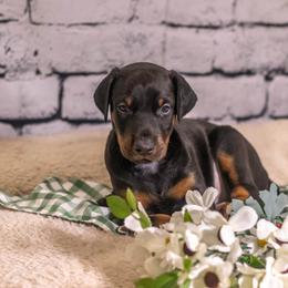 Red boy - Black and rust male Doberman Pinscher puppy in Shelby, North Carolina from IronBee Dobermans