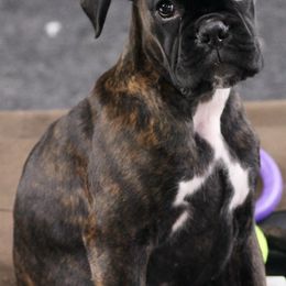 Boxers from HubertTotzke Boxer Kennels