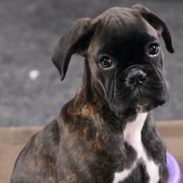 Boxers from HubertTotzke Boxer Kennels