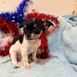 Siren AKC - Black and white female Chihuahua puppy in Seneca, Missouri from Stephanie’s Puppy Colony