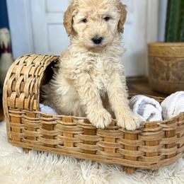Humpty Dumpty - Apricot male Goldendoodle puppy in Grove, Oklahoma from Guinn Family Farms