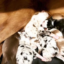Border Collie Puppies from SoCal Border Collies