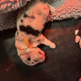 Girl 4 - Blue merle Border Collie puppy in Lititz, Pennsylvania from Hounds of Rabbit Hill