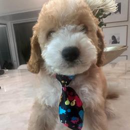 Bear - Buff male Cockapoo puppy in Sacramento County, California from Sac-Town Poodles and Doodles