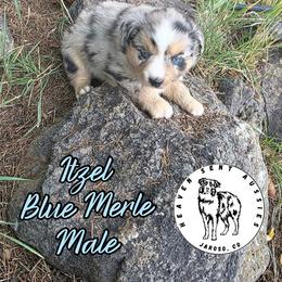 Itzel - Blue merle male Miniature Australian Shepherd puppy in Jaroso, Colorado from Heaven Sent Aussies