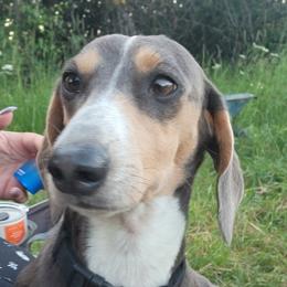 Spook - Dachshund