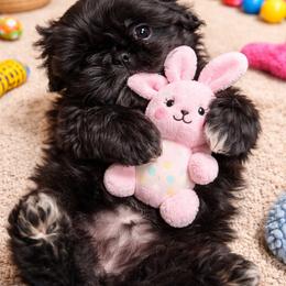 Bodhi - Black and white male Shih Tzu puppy in Hialeah, Florida from South East Coast Angels Shih Tzus
