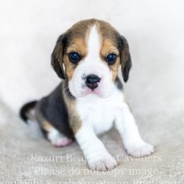 Beagle and Cavalier King Charles Spaniel Puppies from Kazuri Beagles and Cavaliers
