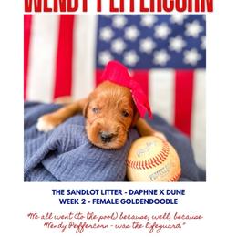 Wendy Peffercorn - Red  female Goldendoodle puppy in Marietta, Georgia from Reece + Co Doodles & Poodles