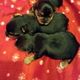 Yorkshire Terrier Puppies from On The Edge Of A Dream Yorkies