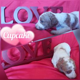 Cupcake - Parti female Poodle puppy in Lancaster, California from Heavenly poodle and doodle