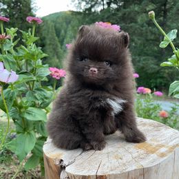 Frodo - Chocolate and tan male Pomeranian puppy in Eugene, Oregon from Dbos Furry Friends