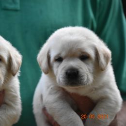 French Bulldog and Labrador Retriever Puppies from Gainesfield Labradors