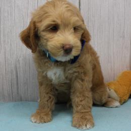 Blue collar Yankee - Caramel male Australian Labradoodle puppy in Provo, Utah from EllsWORTH Labradoodles LLC