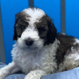 Bernedoodles and Pomskies from T-Rose’s Bernedoodle & Pomsky Puppies