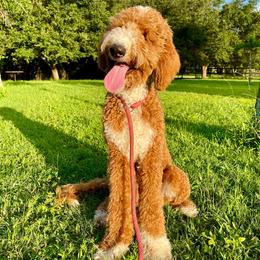 Bambi - Goldendoodle