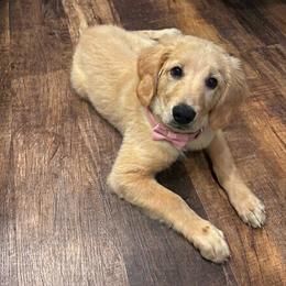 Minnie - Cream female Goldendoodle puppy in Rochester, Massachusetts from Petal Perfect Puppies