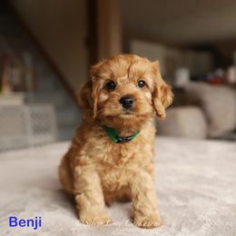 Benji - Red male Cockapoo puppy in Canastota, New York from Silver City Cockapoos