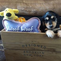 Dachshund Puppies from Katrina's Dachshunds