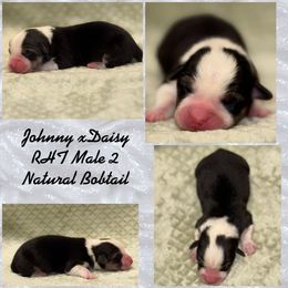 Pembroke Welsh Corgi Puppies from Rising JM Pembrokes