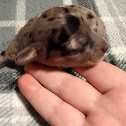 Obsidian - Dapple male Dachshund puppy in Wytheville, Virginia from Dippin’ Dachs mini dachshunds