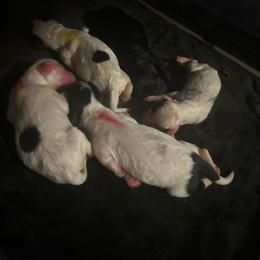 Blue male - Silver male Poodle puppy in Berkeley, California from Poodle Parade