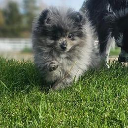 Pomeranian Puppies from Country Life Pom’s