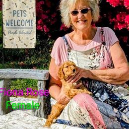 Fiona Rose - Cream female Goldendoodle puppy in Weaverville, North Carolina from Beloved Goldendoodles, LLC.