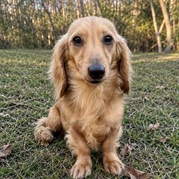 Bannon - Dachshund