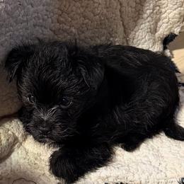 Boy 2 - Black male Morkie puppy in Pittsburgh, Pennsylvania from Maria's Morkies & More