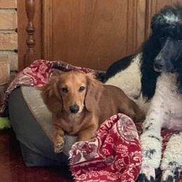 Goldendoodles, Labradoodles, and Poodles from Shadow Oaks Poodles & Doodles