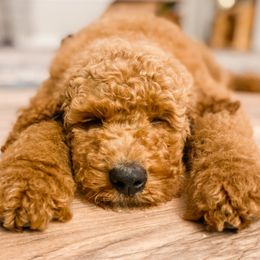 Goldendoodles and Poodles from Southern Standard Poodles and Doodles