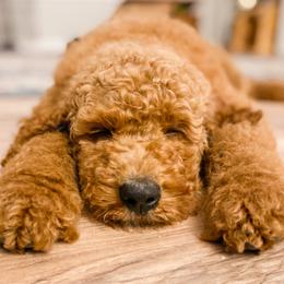 Goldendoodles and Poodles from Southern Standard Poodles and Doodles