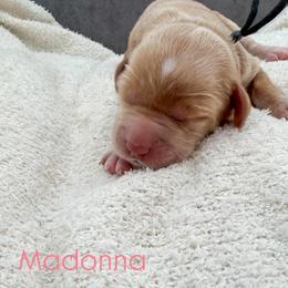 Madonna - Caramel cream female Australian Labradoodle puppy in Denton, Texas from Liberty Hill Labradoodles
