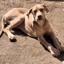 Grizz - Fawn male Great Dane puppy in Cunningham, Kansas from Garden Grove Great Danes