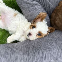 Australian Labradoodle, Bernedoodle, and Cavapoo Puppies from Doodles of Oz