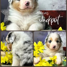 3 Jackpot, BMM - Blue merle male Australian Shepherd puppy in Huntington, Texas from JKKJ Farms, LLC