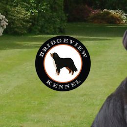 Bernese Mountain Dogs from Bridgeview Kennel