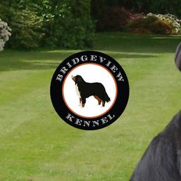 Bernese Mountain Dogs from Bridgeview Kennel