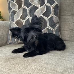 Ray -  ckc - Black and gold male Yorkshire Terrier puppy in Cleveland, Tennessee from Small Paws Yorkies