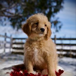 Jalapeño - Apricot male Goldendoodle puppy in Mc Arthur, California from California Golden Love