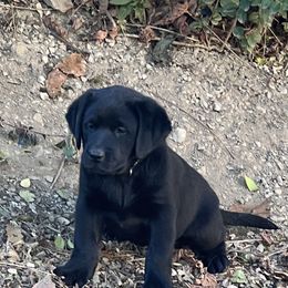 Girl 3 - Black Labrador Retriever puppy in Harlan, Kentucky from Kamalot Kennels