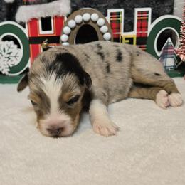 Peppermint - Blue merle female Australian Shepherd puppy in Peach Bottom, Pennsylvania from Arcadia Australian Shepherds