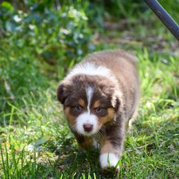 Australian Shepherd Puppies from Dream E River Ranch