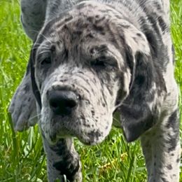 Great Dane Puppies from BkB’s House of Danes