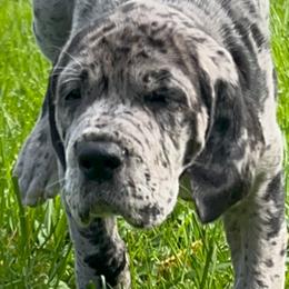 Great Dane Puppies from BkB’s House of Danes