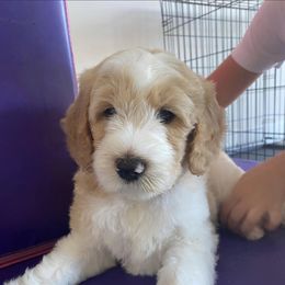 Goldendoodle and Poodle Puppies from CharleighRae Poodles and Doodles