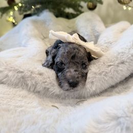 Daisy - Merle female Goldendoodle puppy in Millville, California from Hope Lane Kennels