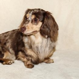 Blevins - Dachshund